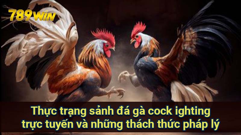 Sảnh Đá Gà Cock ighting: Cơ Hội & Rủi Ro Khi Cá Cược 5 thuc-trang-sanh-da-ga-cock-ighting-truc-tuyen-va-nhung-thach-thuc-phap-ly