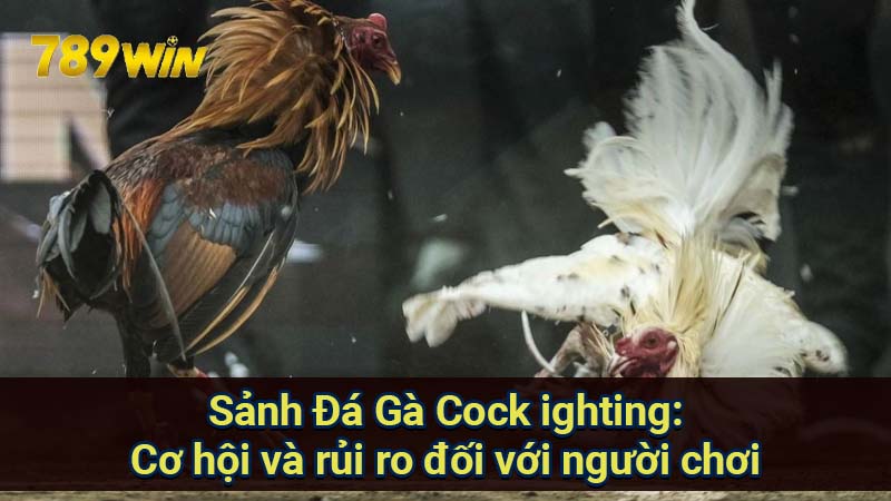 Sảnh Đá Gà Cock ighting: Cơ Hội & Rủi Ro Khi Cá Cược 7 sanh-da-ga-cock-ighting:-co-hoi-va-rui-ro-doi-voi-nguoi-choi