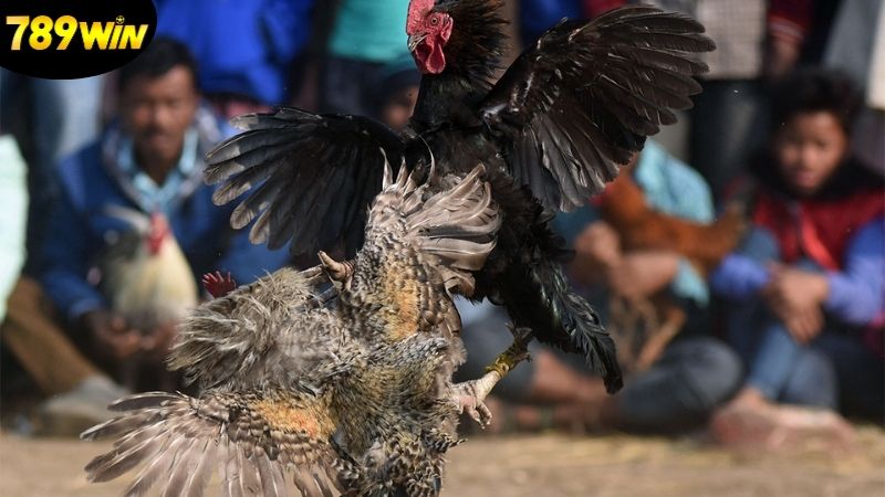 Đá Gà 789win - Sàn Đấu Của Những Chiến Kê Đầy Dũng Mãnh 2 ca-the-loai-da-ga-pho-bien-thu-hut-nhat-hien-nay